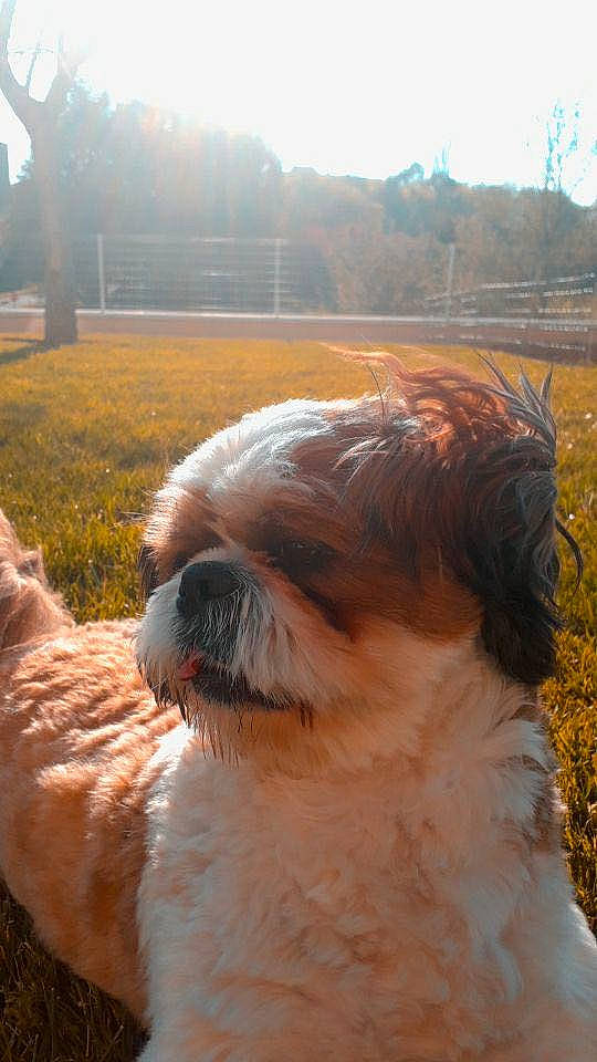 Olaf a rejoint le concours — aidez-le/la à gagner de superbes lots ! canidae, carnivore, companion_dog, dog, dog_breed, fawn, fur, grass, liver, natural_material, plant, shih_tzu, sky, snout, sporting_group, terrestrial_animal, terrier, toy_dog, tree, water_dog