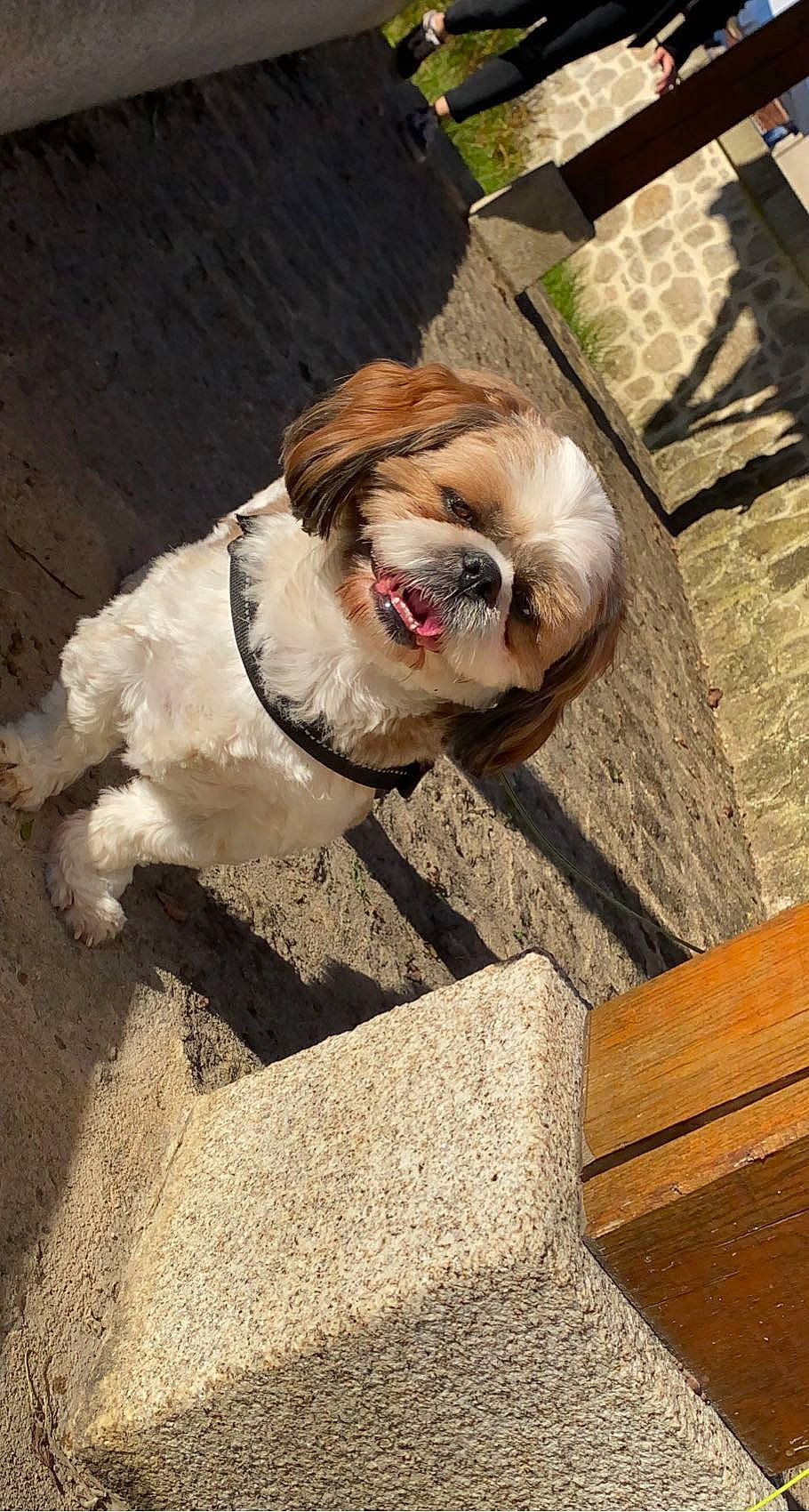 Olaf a rejoint le concours — aidez-le/la à gagner de superbes lots ! carnivore, collar, companion_dog, dog, dog_breed, dog_collar, dog_supply, eyewear, fawn, leash, liver, pet_supply, plant, pug, snout, sporting_group, toy_dog, tree, wood, working_animal