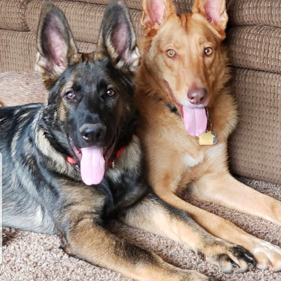 Barrett Gunner is registered to the contest to win money with this photo: animal, brown_couch, canine, carpet, close_up, companions, dog, domestic, ears_up, friendship, fur, happy, indoor, lying_down, pets, playful, portrait, relaxed, tongue_out, two_dogs