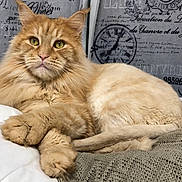 Ramses participe au concours pour gagner de l'argent avec cette photo : blanket, cat, closeup, couch, ears, feline, fluffy, green_eyes, home_decor, indoor, longhaired, lying_down, orange_cat, paws, pet, portrait, relaxed, sleepy, vintage_background, whiskers
