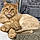Ramses