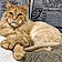 Ramses