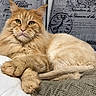 blanket, cat, closeup, couch, ears, feline, fluffy, green_eyes, home_decor, indoor, longhaired, lying_down, orange_cat, paws, pet, portrait, relaxed, sleepy, vintage_background, whiskers