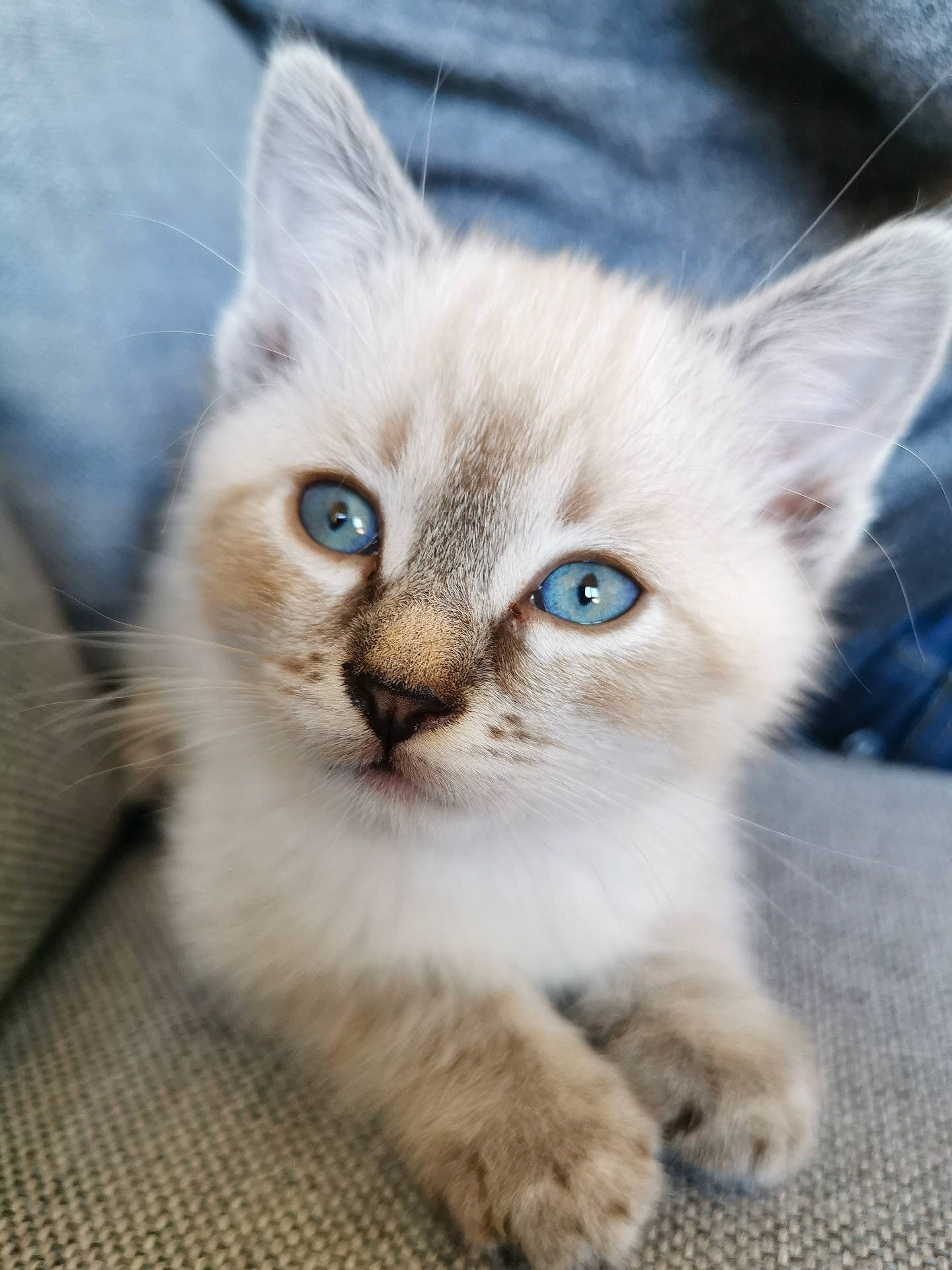 Spatule participe au concours pour gagner de l'argent avec cette photo : balinese, carnivore, cat, claw, domestic_short_haired_cat, ear, eye, fawn, felidae, fur, iris, nose, paw, small_to_medium_sized_cats, snout, tail, terrestrial_animal, thai, whiskers, wildlife