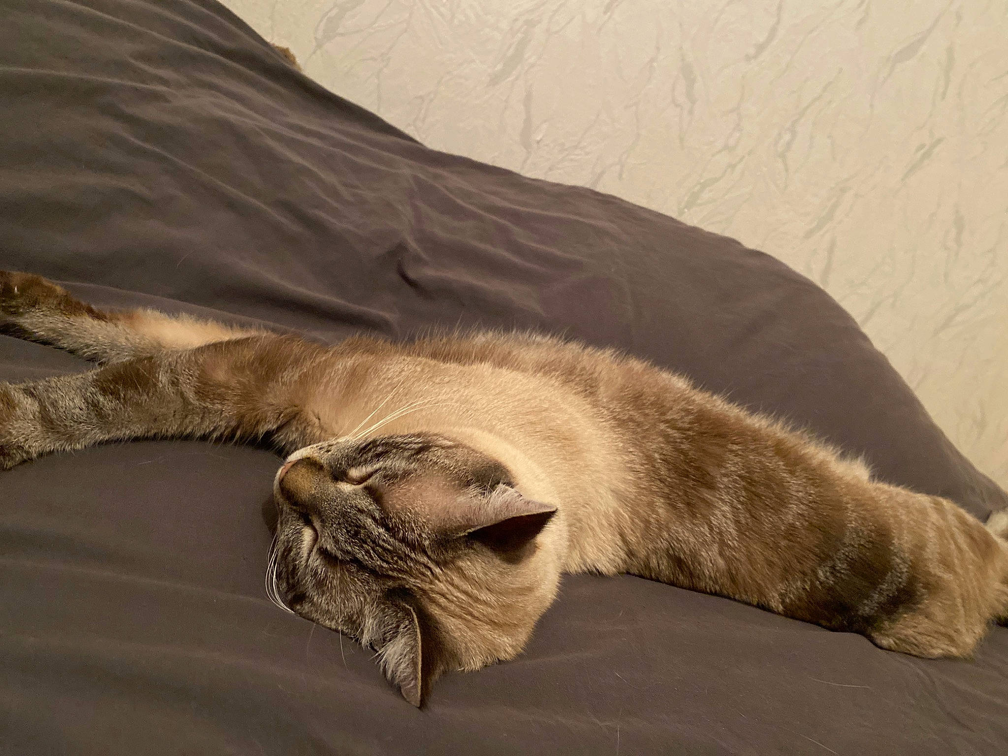 Spatule a rejoint le concours — aidez-le/la à gagner de superbes lots ! bed_sheet, bedding, canidae, carnivore, cat, comfort, duvet, fawn, felidae, fur, linens, nap, paw, seal, small_to_medium_sized_cats, snout, tail, terrestrial_animal, whiskers, wood