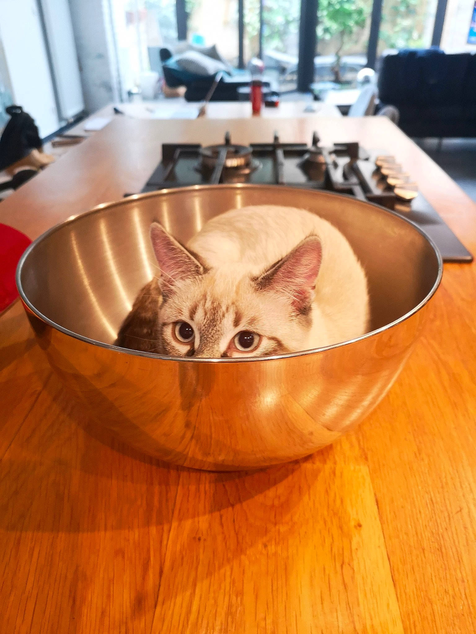 Spatule participe au concours pour gagner de l'argent avec cette photo : bowl, carnivore, cat, domestic_short_haired_cat, fawn, felidae, flooring, fur, hardwood, musical_instrument, plumbing_fixture, room, sink, small_to_medium_sized_cats, table, tableware, tail, whiskers, wood, wood_stain