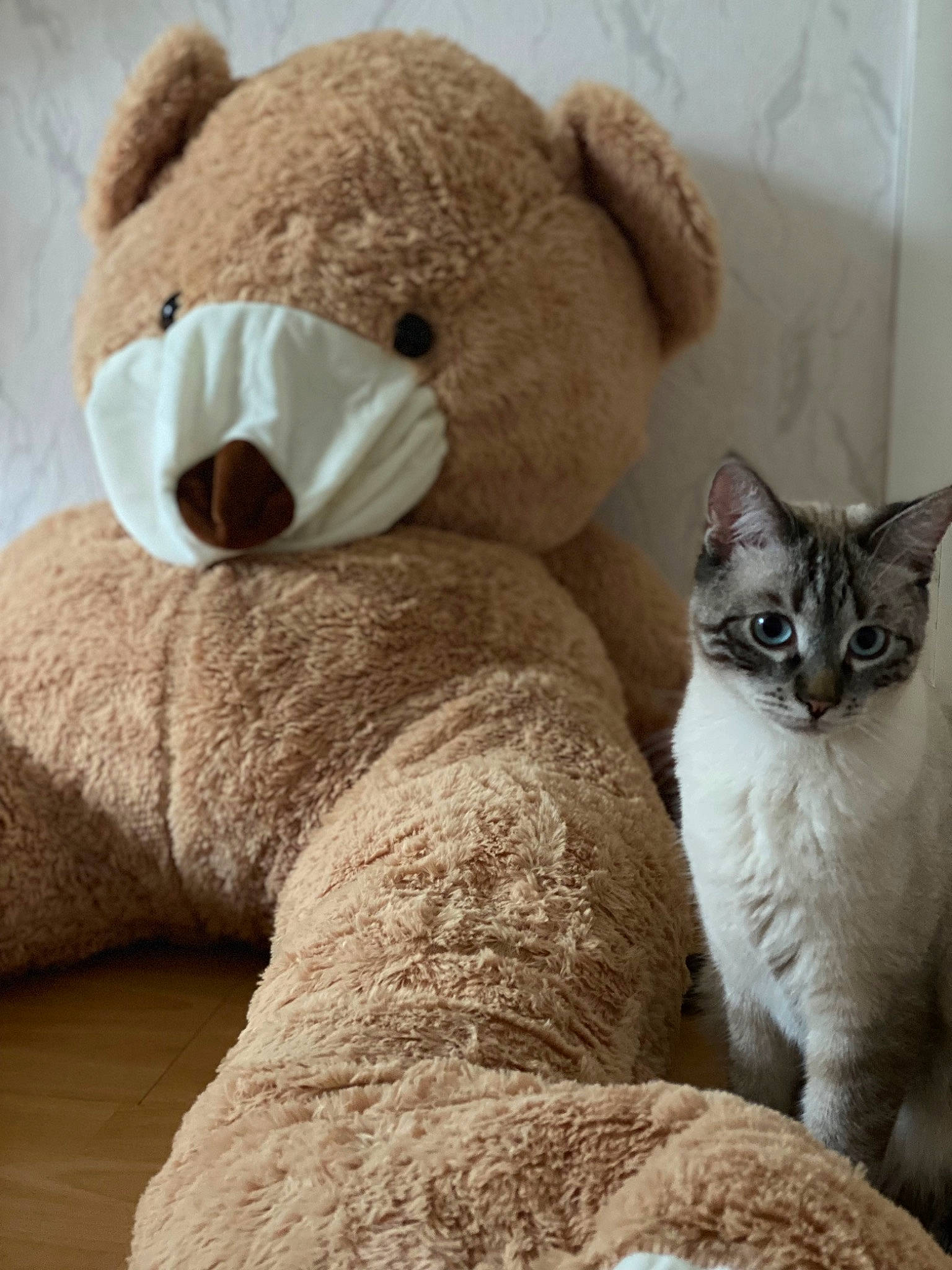 Spatule participe au concours pour gagner de l'argent avec cette photo : carnivore, cat, comfort, domestic_short_haired_cat, fawn, felidae, fur, grey, mammal, plush, small_to_medium_sized_cats, snout, stuffed_toy, tail, teddy_bear, terrestrial_animal, toy, vertebrate, whiskers, wood