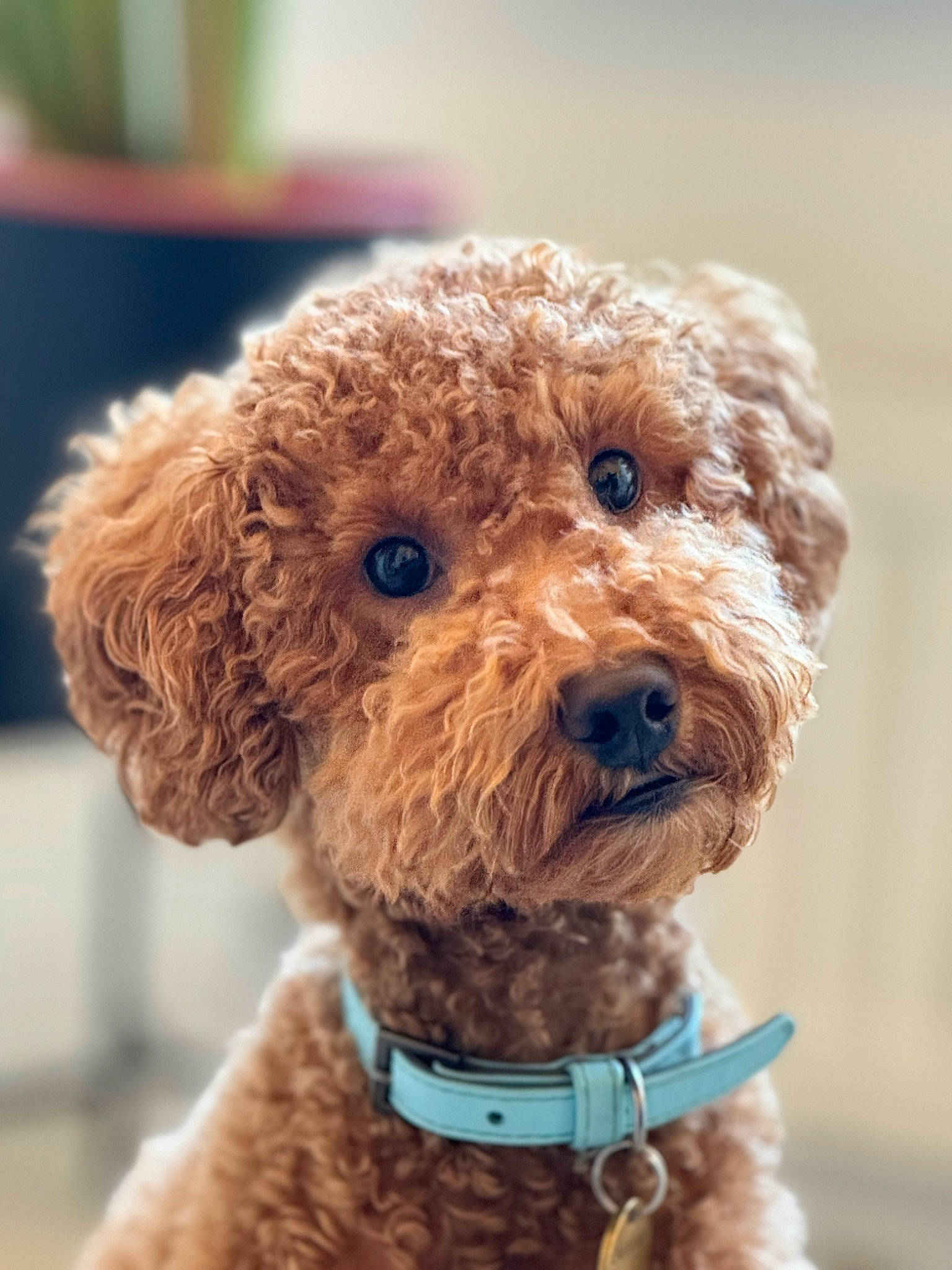 Pino joined the competition — help win amazing prizes! canidae, carnivore, collar, companion_dog, dog, dog_breed, dog_collar, dog_supply, fawn, fur, liver, pet_supply, poodle, snout, sporting_group, stuffed_toy, terrier, toy_dog, water_dog, working_animal