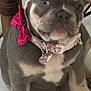 dog, puppy, french_bulldog, pet, collar, pink_collar, chubby, ears, face, sitting, floor, tile_floor, indoor, cute, animal, domestic_animal, close_up, young, companion, adorable