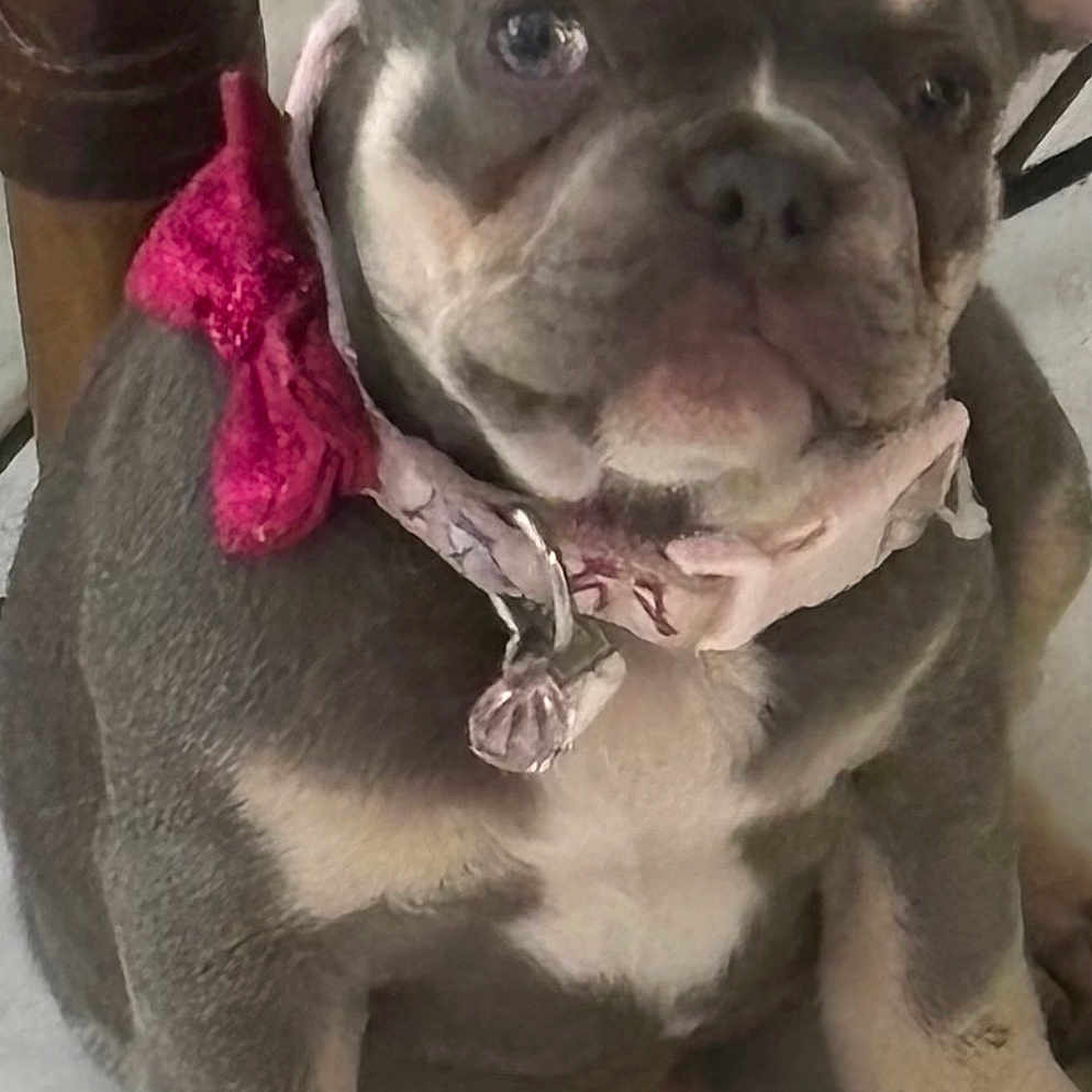 Zyria is registered to the contest to win money with this photo: adorable, animal, chubby, close_up, collar, companion, cute, dog, domestic_animal, ears, face, floor, french_bulldog, indoor, pet, pink_collar, puppy, sitting, tile_floor, young