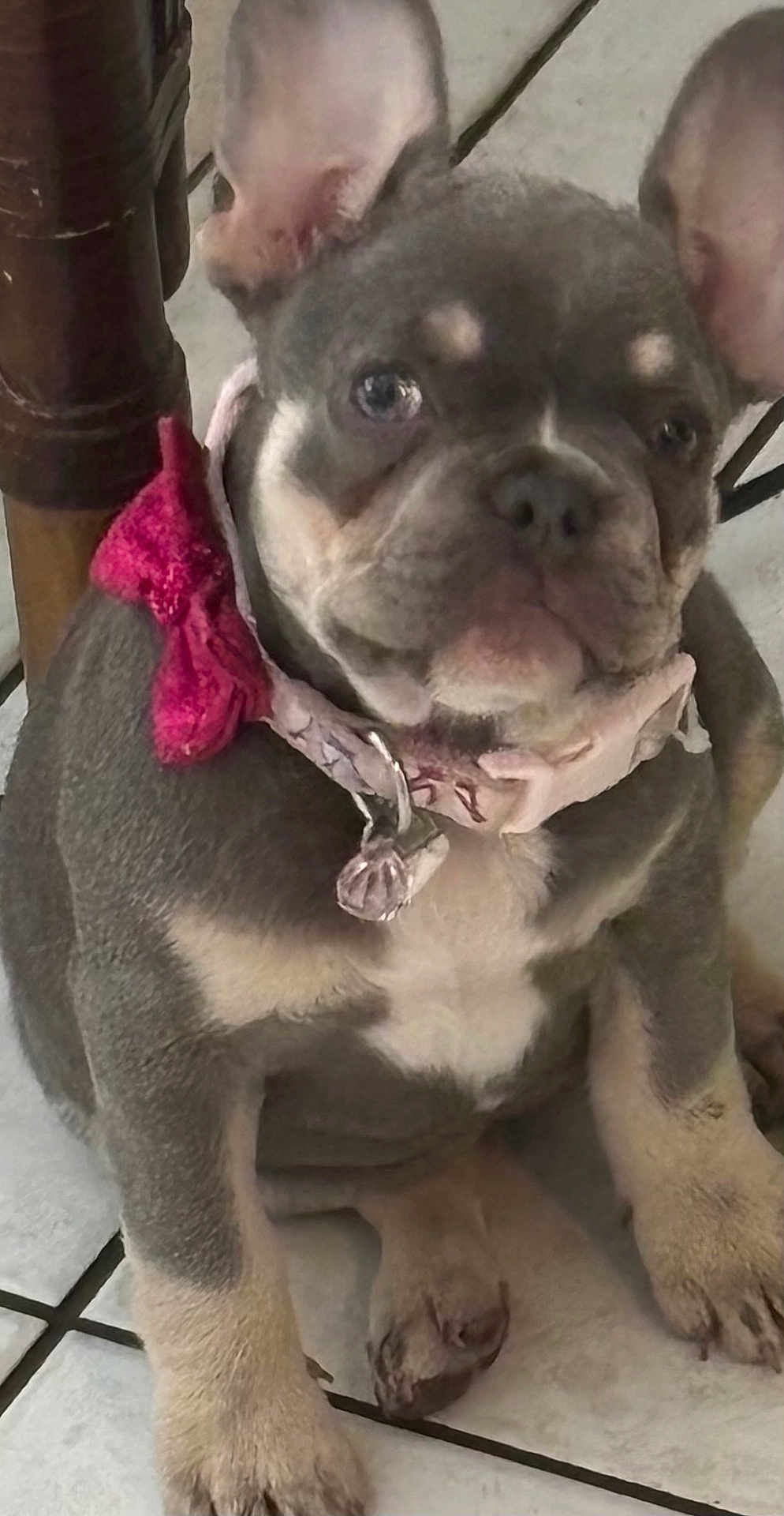 Zyria is registered to the contest to win money with this photo: dog, puppy, french_bulldog, pet, collar, pink_collar, chubby, ears, face, sitting, floor, tile_floor, indoor, cute, animal, domestic_animal, close_up, young, companion, adorable