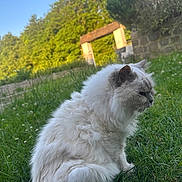 Duchesse a rejoint le concours — aidez-le/la à gagner de superbes lots ! animal, blurred_background, calm, cat, daytime, feline, fluffy, garden, grass, greenery, mammal, nature, outdoor, peaceful, pet, side_view, sitting, sunlight, tree, white_cat