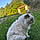 Duchesse