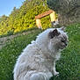 animal, blurred_background, calm, cat, daytime, feline, fluffy, garden, grass, greenery, mammal, nature, outdoor, peaceful, pet, side_view, sitting, sunlight, tree, white_cat