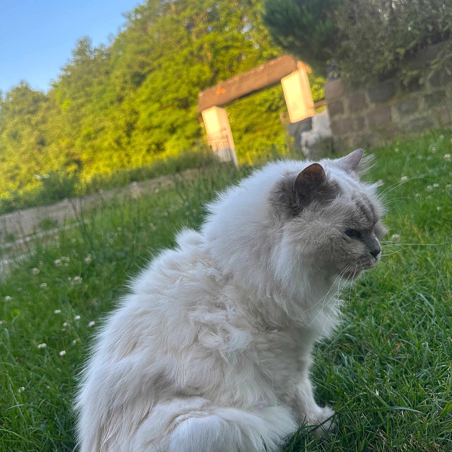 Duchesse a rejoint le concours — aidez-le/la à gagner de superbes lots ! animal, blurred_background, calm, cat, daytime, feline, fluffy, garden, grass, greenery, mammal, nature, outdoor, peaceful, pet, side_view, sitting, sunlight, tree, white_cat