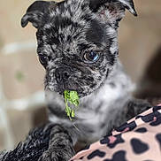 Amigo a rejoint le concours — aidez-le/la à gagner de superbes lots ! dog, puppy, merle_pattern, brindle, black_and_white, closeup, portrait, leaf, chewing, paw, fur, big_eyes, whiskers, nose, indoor, cozy, shallow_depth_of_field, cute, curious, blanket