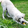 Charly participe au concours pour gagner de l'argent avec cette photo : dog, white_dog, grass, toy, playful, outdoor, garden, pet, canine, chewing, greenery, nature, animal, fur, mammal, young_dog, stretching, happy, cute, summer