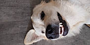 Charly a rejoint le concours — aidez-le/la à gagner de superbes lots ! dog, canine, pet, smiling, teeth, close_up, lying_down, happy, fur, white_fur, nose, ear, tongue, animal, domestic_animal, floor, tile_floor, cute, playful, relaxed