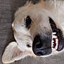 dog, canine, pet, smiling, teeth, close_up, lying_down, happy, fur, white_fur, nose, ear, tongue, animal, domestic_animal, floor, tile_floor, cute, playful, relaxed