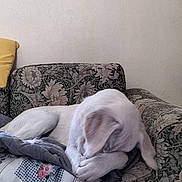 Charly participe au concours pour gagner de l'argent avec cette photo : dog, white_dog, couch, floral_pattern, blanket, quilt, indoor, pet, animal, resting, shy, paw, covering_face, tapestry, wall, home, furniture, relaxing, cozy, decor