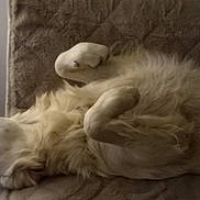 Charly participe au concours pour gagner de l'argent avec cette photo : animal, companion, couch, cozy, dog, domestic_animal, fluffy, fur, furry, indoor, lying_down, paws, pet, quiet, quilted, relaxed, resting, side_view, sleeping, white_dog