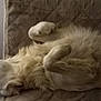 animal, companion, couch, cozy, dog, domestic_animal, fluffy, fur, furry, indoor, lying_down, paws, pet, quiet, quilted, relaxed, resting, side_view, sleeping, white_dog