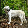 Charly participe au concours pour gagner de l'argent avec cette photo : dog, white_dog, forest, nature, outdoor, leaves, trees, path, canine, animal, fur, standing, pet, wildlife, woodland, daylight, tongue_out, mammal, greenery, natural