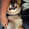 Rosie is registered to the contest to win money with this photo: dog, puppy, smiling, teeth, happy, cuddling, pet, animal, fur, brown_and_white, lying_down, portrait, close_up, indoors, blanket, bed, human_arm, paw, collar, cozy