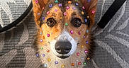Rosie joined the competition — help win amazing prizes! corgi, dog, pet, animal, portrait, close_up, face, eyes, nose, ears, colorful, stickers, jewels, decorated, indoors, rug, floor, sneaker, person, funny