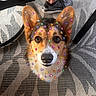corgi, dog, pet, animal, portrait, close_up, face, eyes, nose, ears, colorful, stickers, jewels, decorated, indoors, rug, floor, sneaker, person, funny