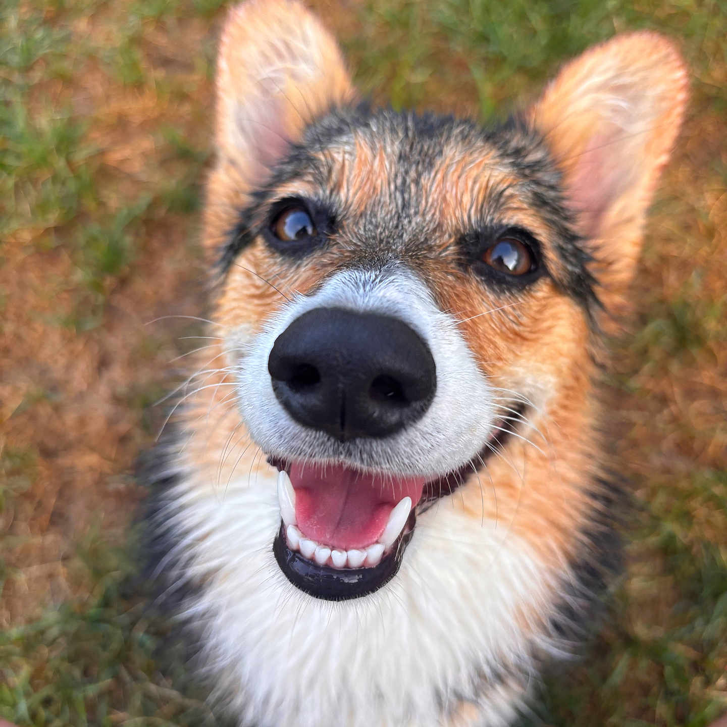 Rosie