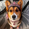 Rosie is registered to the contest to win money with this photo: corgi, dog, pet, animal, tiara, crown, jewelry, pink, sparkles, glamorous, costume, collar, bow, facial_gems, painted_nails, sitting, portrait, indoors, rug, person