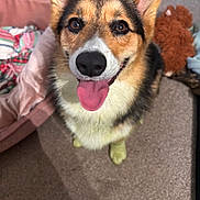 Rosie is registered to the contest to win money with this photo: corgi, dog, pet, animal, portrait, close_up, happy, smiling, tongue, ears, fluffy, black_and_tan, white_chest, indoors, bed, blanket, stuffed_animal, carpet, cute, photography