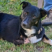 Nibbler joined the competition — help win amazing prizes! animal, black_dog, boots, closeup, collar, companion, curious, daylight, dog, domestic_animal, grass, jeans, lying_down, mammal, nature, outdoor, pet, playful, resting, toy