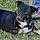 Nibbler