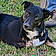 Nibbler