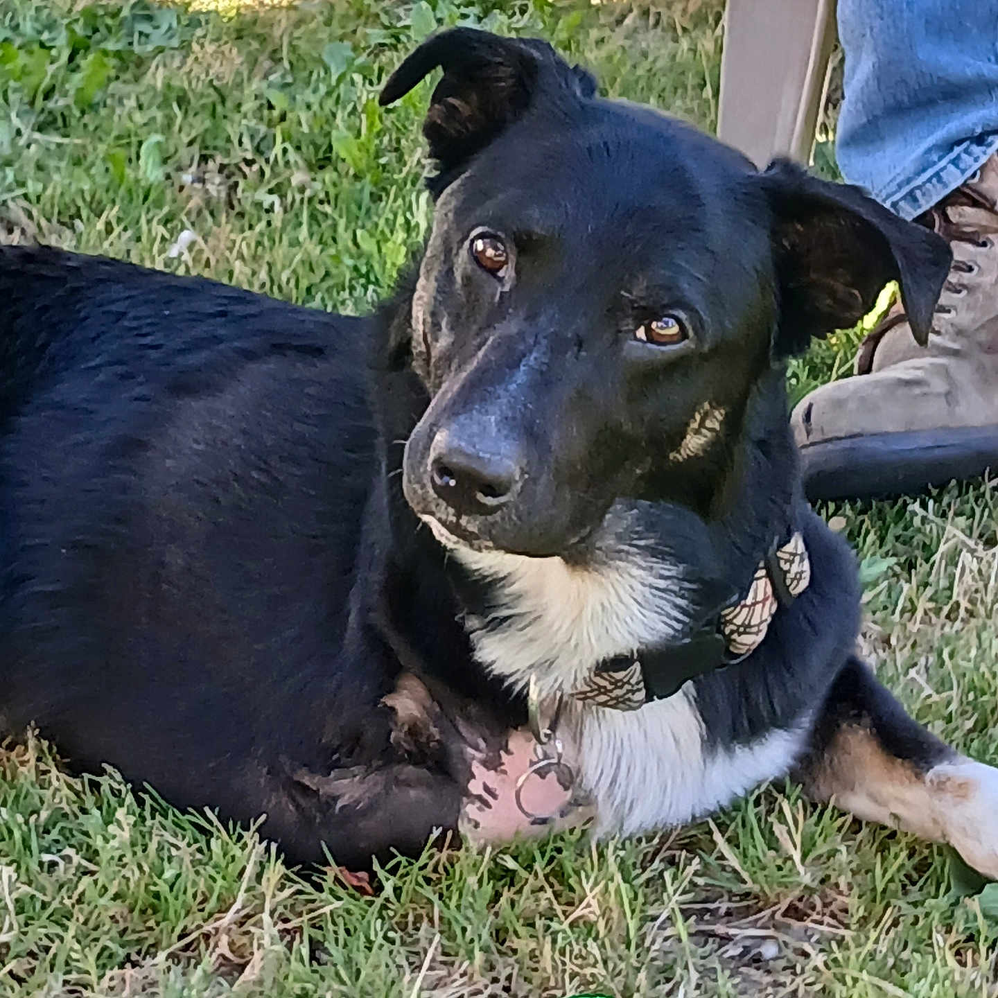 Nibbler