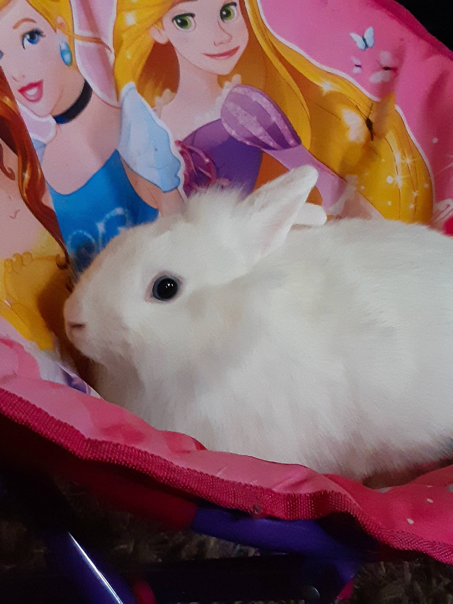 Bianca a rejoint le concours — aidez-le/la à gagner de superbes lots ! domestic_rabbit, easter_bunny, hare, person, rabbit, rabbits_and_hares, snowshoe_hare, whiskers