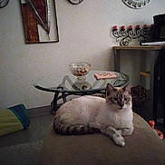 Joey Sugar is registered to the contest to win money with this photo: bowl, candle_holder, cat, clock, cozy, decor, evening, feline, furniture, glass_table, indoor, living_room, ottoman, pet, portrait, relaxed, siamese_like, tail, wall_art, whiskers