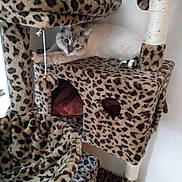 Kylie joined the competition — help win amazing prizes! cat, cat_tree, leopard_print, pet, animal, indoor, feline, playful, fur, toy, stretching, resting, home, cozy, scratching_post, paws, ears, whiskers, curious, relaxed