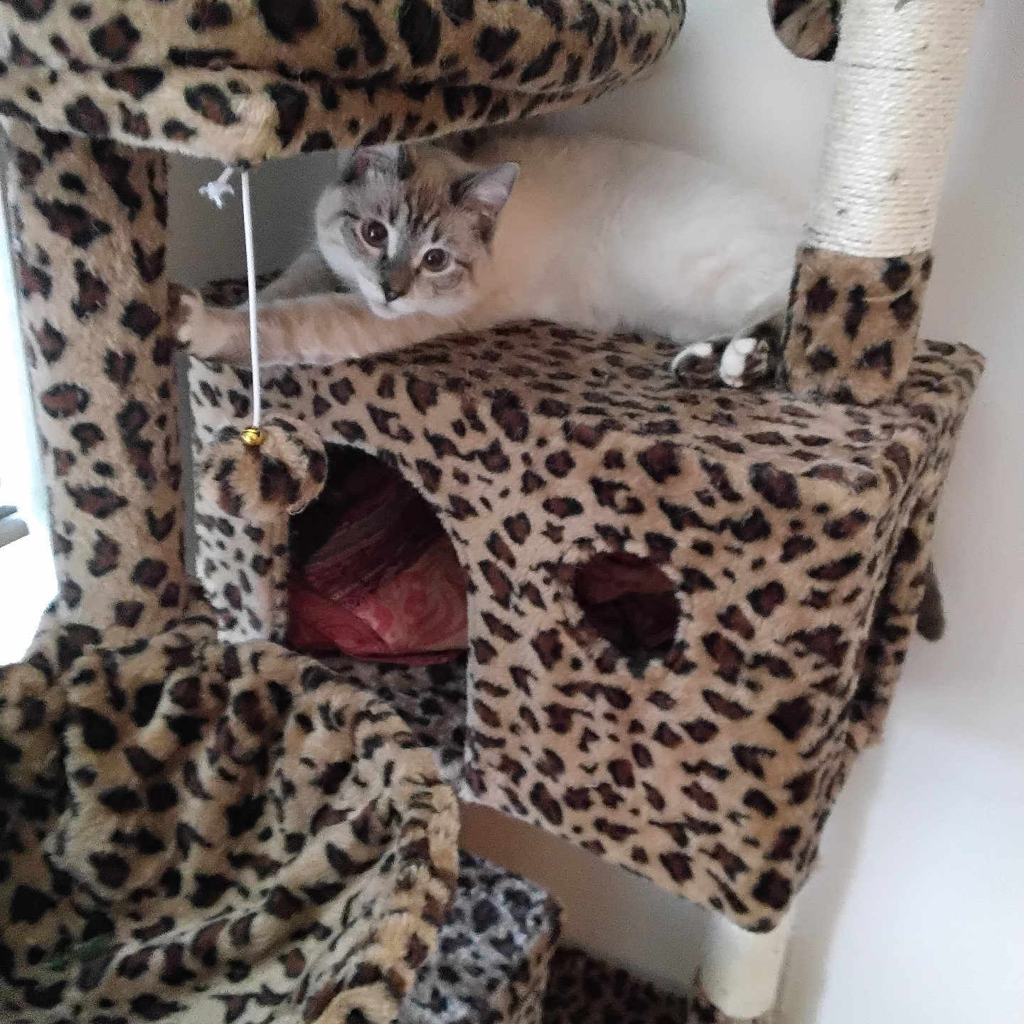 Kylie joined the competition — help win amazing prizes! animal, cat, cat_tree, cozy, curious, ears, feline, fur, home, indoor, leopard_print, paws, pet, playful, relaxed, resting, scratching_post, stretching, toy, whiskers