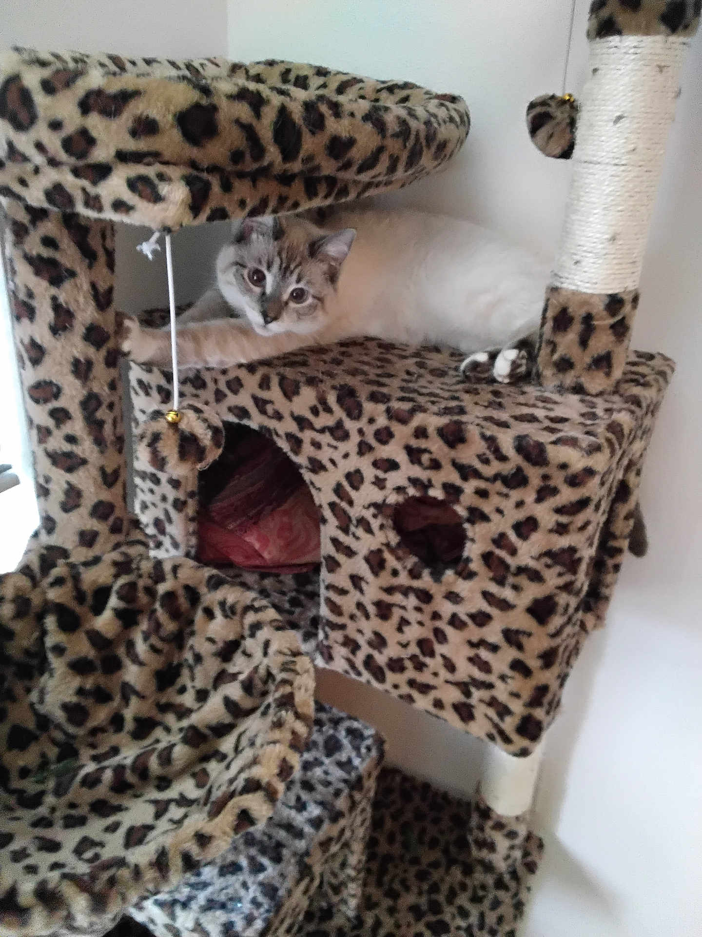 Kylie joined the competition — help win amazing prizes! cat, cat_tree, leopard_print, pet, animal, indoor, feline, playful, fur, toy, stretching, resting, home, cozy, scratching_post, paws, ears, whiskers, curious, relaxed