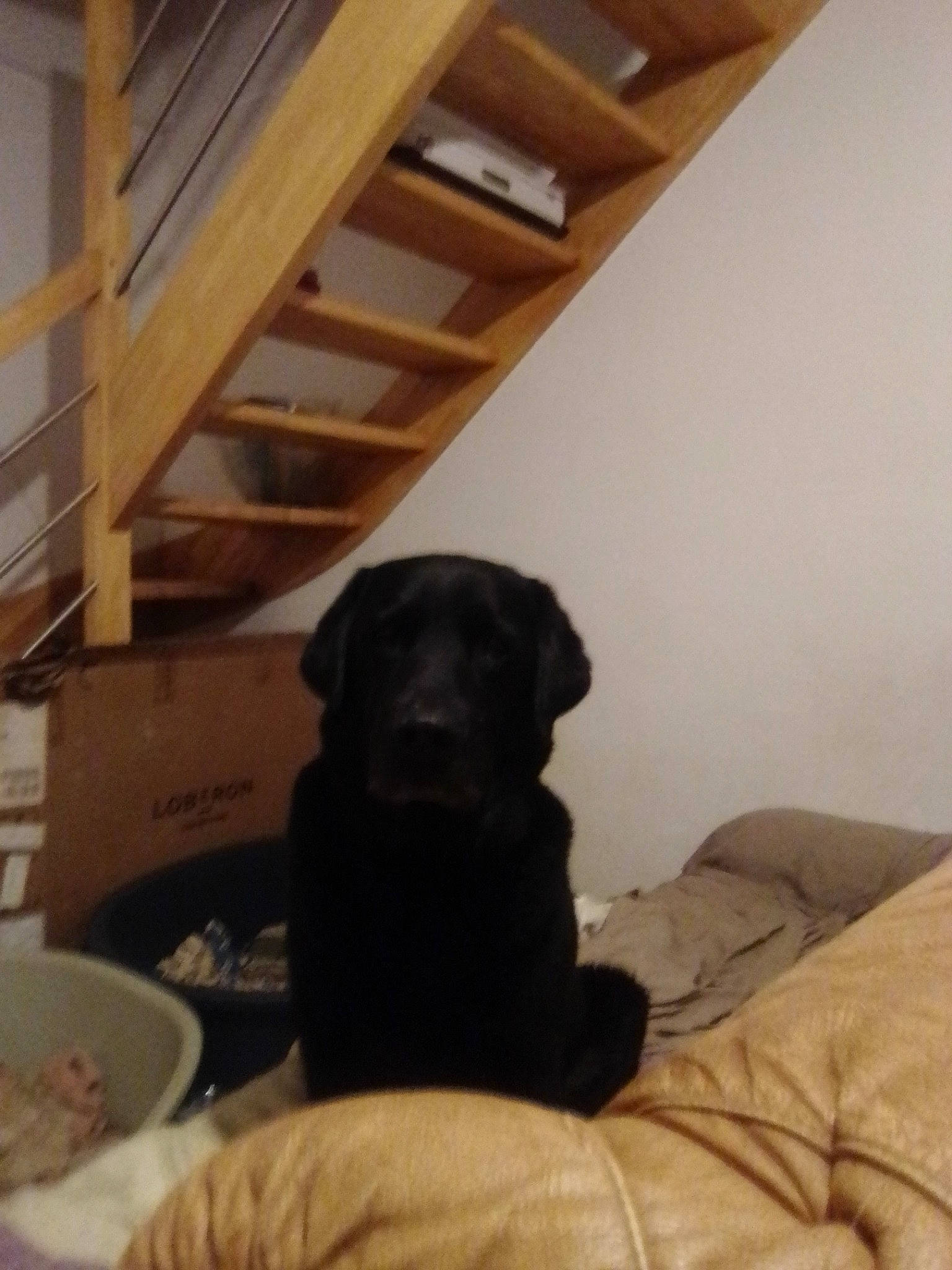 Enzo a rejoint le concours — aidez-le/la à gagner de superbes lots ! beam, carnivore, comfort, companion_dog, dog, dog_breed, floor, flooring, gun_dog, hardwood, liver, plate, plywood, room, sporting_group, stairs, wood, wood_flooring, wood_stain, working_animal