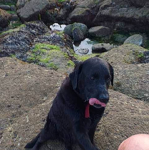 Enzo a rejoint le concours — aidez-le/la à gagner de superbes lots ! bedrock, borador, carnivore, collar, companion_dog, dog, dog_breed, dog_collar, grass, gun_dog, labrador_retriever, landscape, plant, retriever, rock, soil, sporting_group, tail, water, working_animal