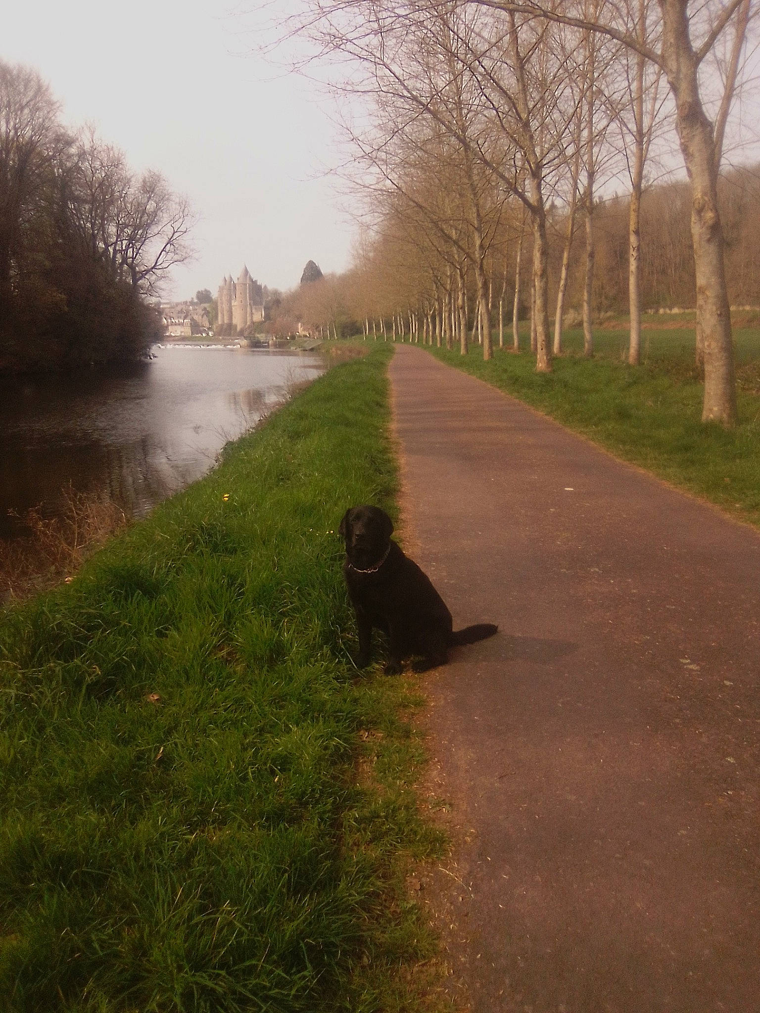 Enzo participe au concours pour gagner de l'argent avec cette photo : asphalt, bank, body_of_water, carnivore, dog_breed, grass, lake, landscape, natural_landscape, plant, road, road_surface, sky, sunlight, thoroughfare, tree, water, watercourse, waterway, wildlife