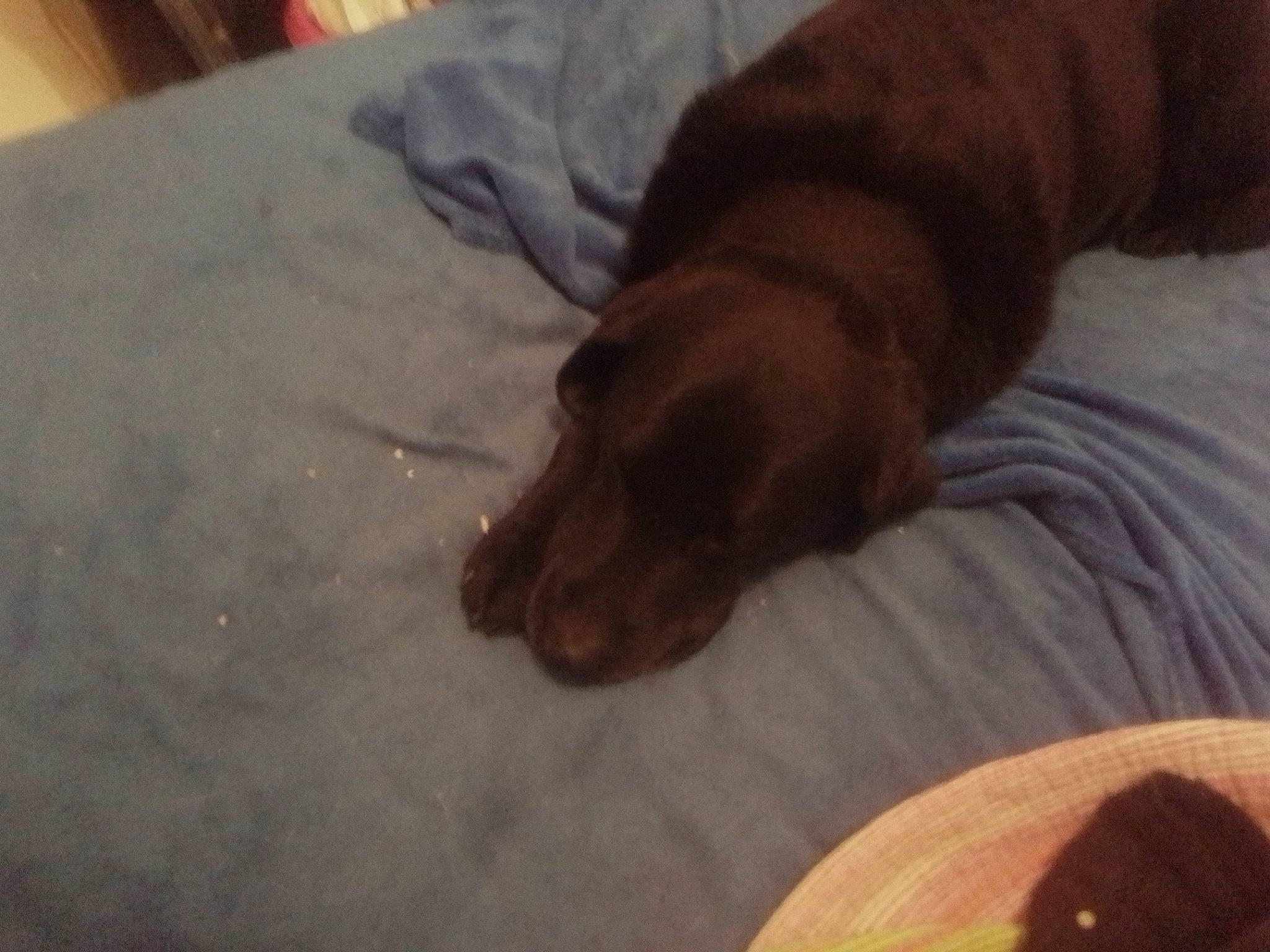 Enzo participe au concours pour gagner de l'argent avec cette photo : bed, bedtime, brown, carnivore, comfort, companion_dog, dog, dog_breed, dog_supply, flooring, fur, hardwood, linens, liver, nap, pet_supply, sporting_group, terrestrial_animal, wood, working_animal