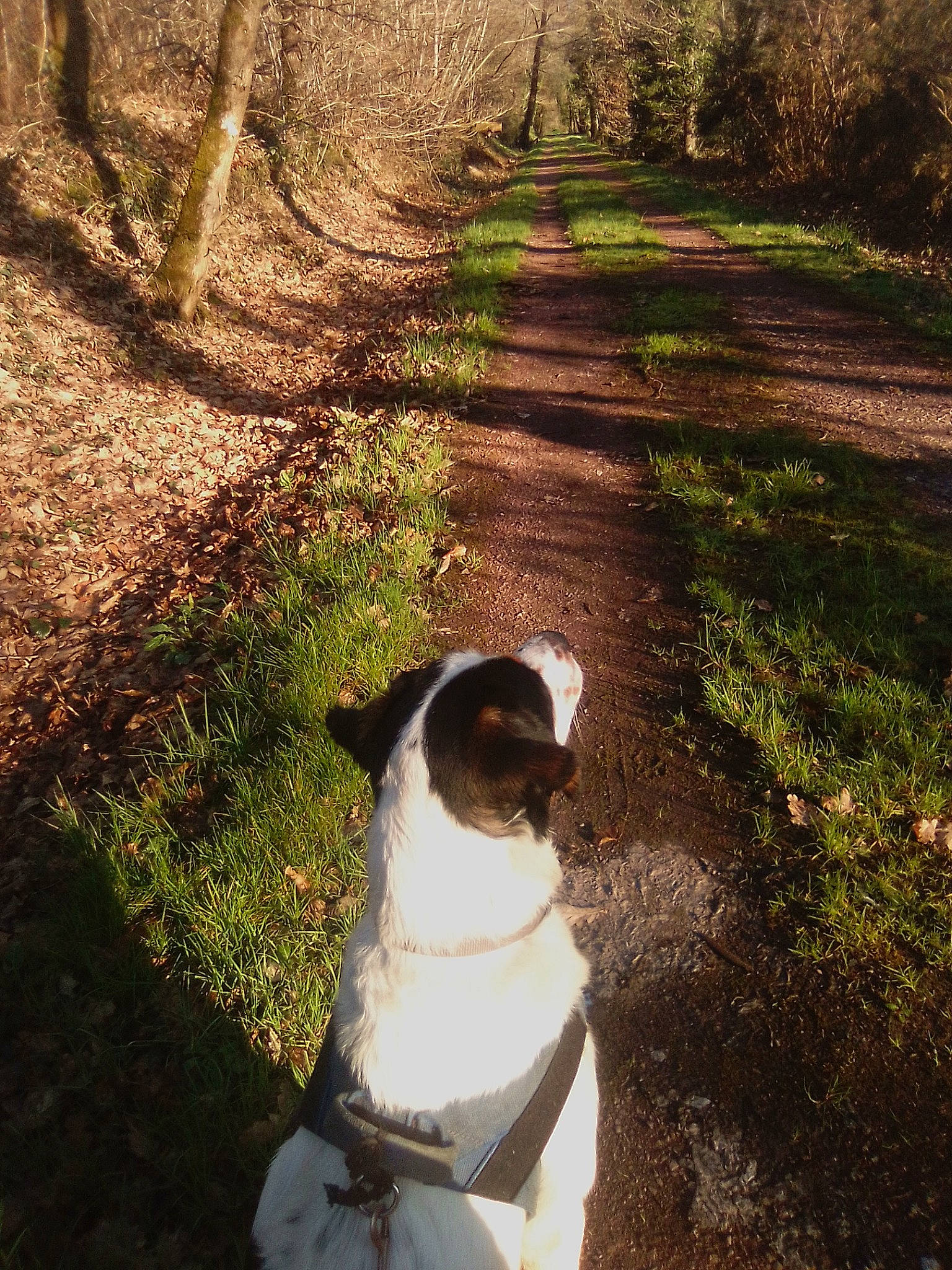 Mokka participe au concours pour gagner de l'argent avec cette photo : beauty, carnivore, collar, companion_dog, dog, dog_breed, dog_collar, fawn, grass, landscape, morning, people_in_nature, plant, shrub, snout, sunlight, tail, tints_and_shades, tree, wood