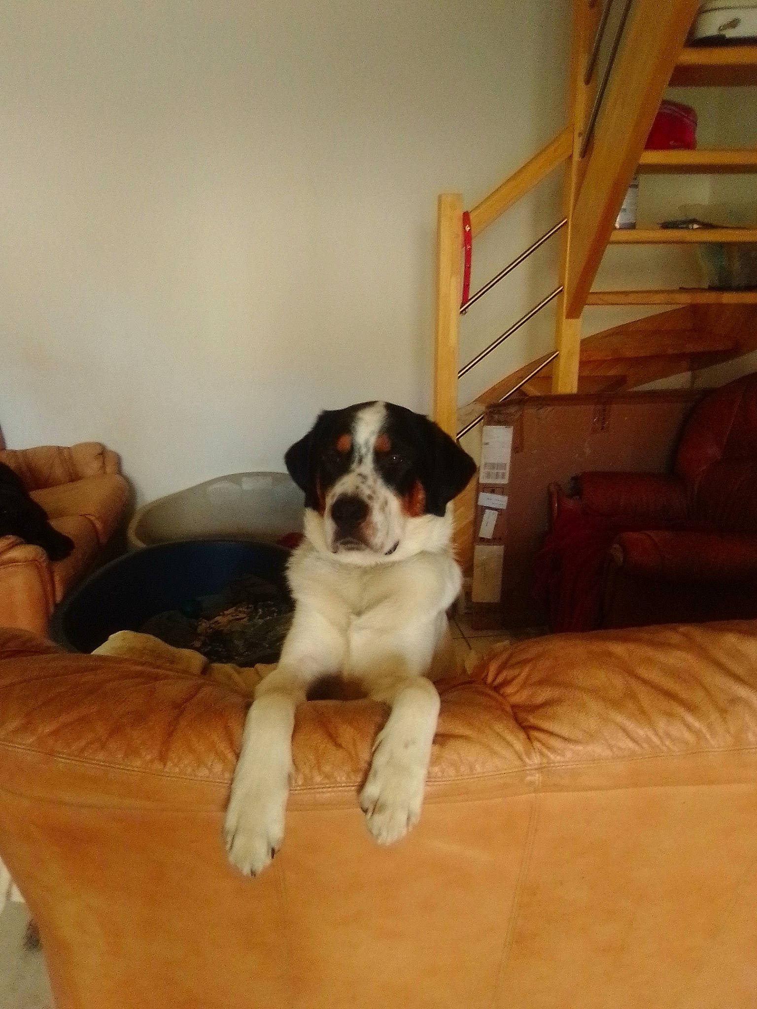 Mokka participe au concours pour gagner de l'argent avec cette photo : bored, canidae, carnivore, comfort, companion_dog, couch, dog, dog_breed, fawn, floor, flooring, hardwood, living_room, moscow_watchdog, sporting_group, stairs, tail, wood, wood_flooring, working_animal