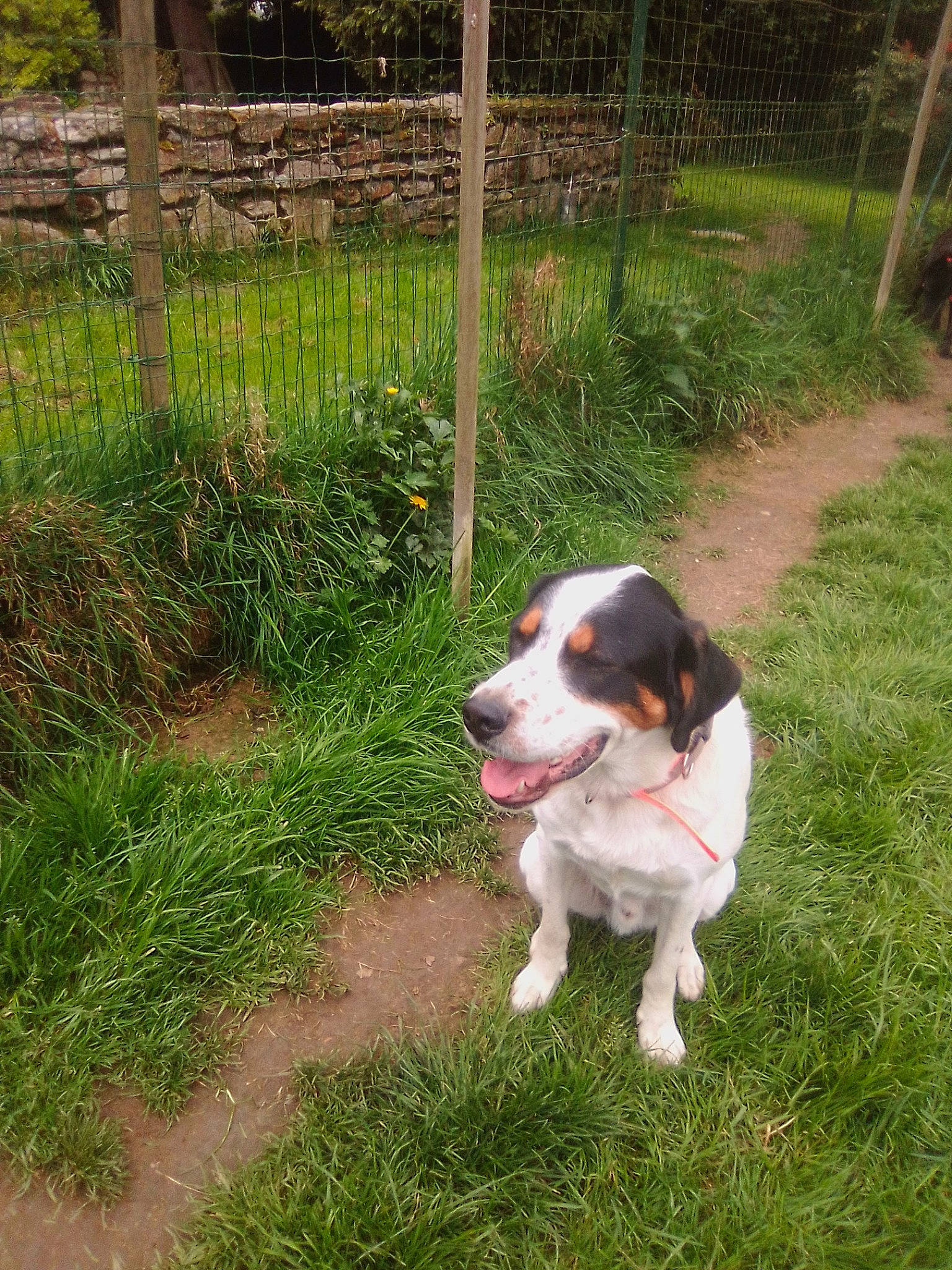 Mokka a rejoint le concours — aidez-le/la à gagner de superbes lots ! canidae, carnivore, companion_dog, dog, dog_breed, fence, grass, groundcover, gun_dog, home_fencing, hunting_dog, mesh, paw, plant, snout, sporting_group, tail, wire_fencing, working_dog, yard