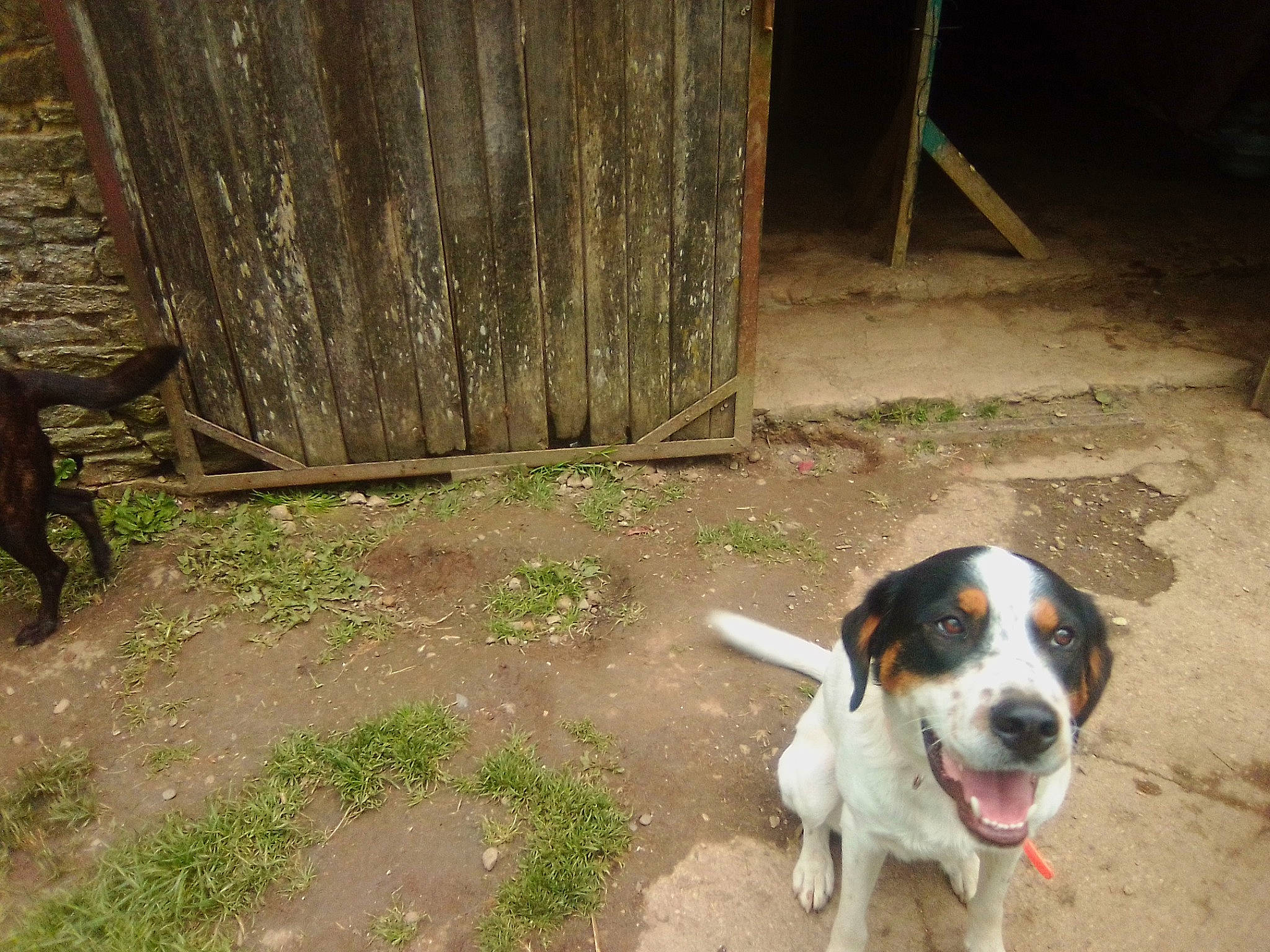 Mokka a rejoint le concours — aidez-le/la à gagner de superbes lots ! beagle, beagle_harrier, carnivore, collar, companion_dog, dog, dog_breed, grass, scent_hound, snout, soil, sporting_group, street_dog, terrestrial_animal, terrier, trunk, whiskers, wood, working_animal, working_dog